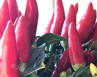 Red Salsa Ornamental Pepper (15 Seeds Min.)