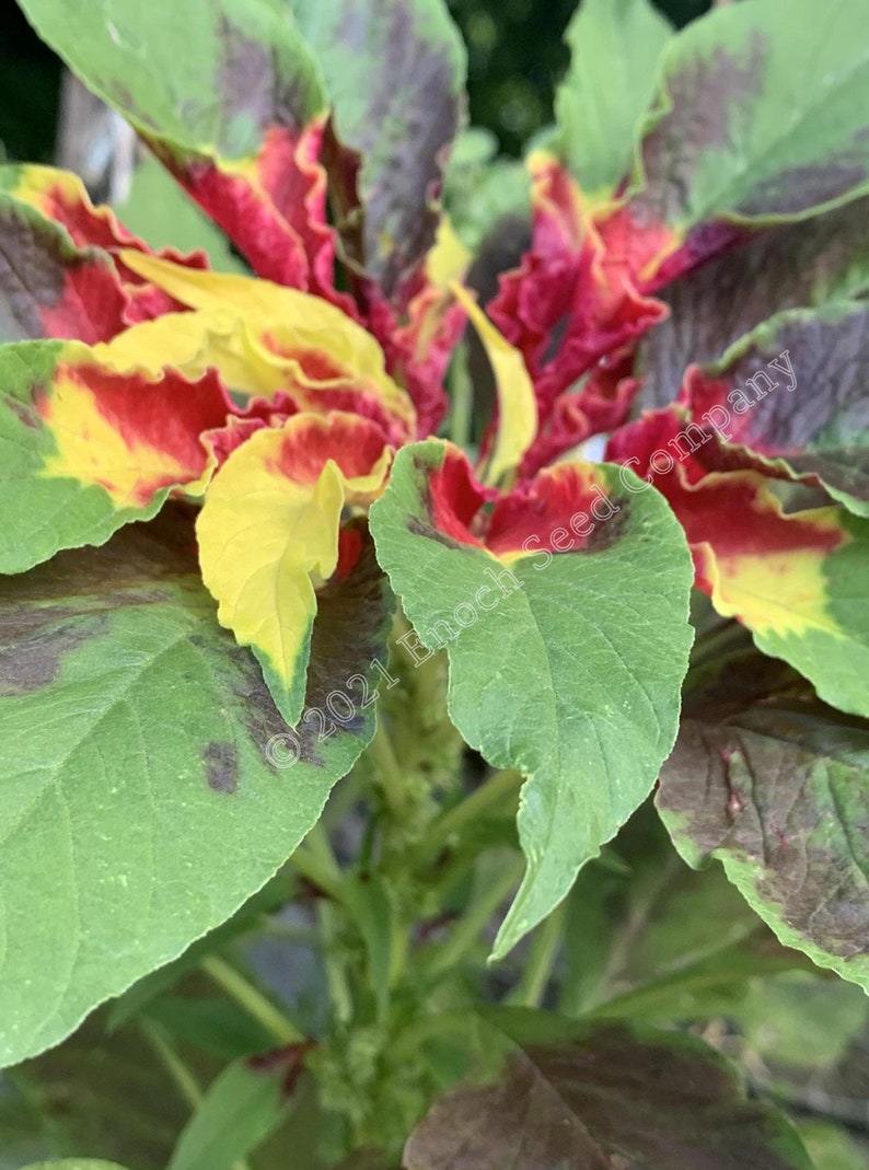 Joseph's Coat Amaranth Tricolour Amaranth, Summer Poinsettia, Fountain Plant 25 Seeds Min. Per Package, Non GMO Seed, Grown in Canada image 5