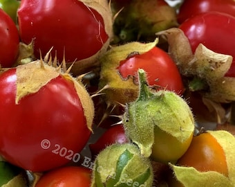 Litchi Tomato (aka Morelle de Balbis, Sticky Nightshade, Fire-And-Ice Plant, 25 Seeds Min. Relative to Eggplant and Tomato)