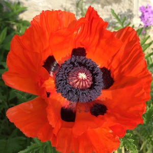 Oriental Poppy Orange 100 min. seeds, Perennial, Papaver orientale image 5