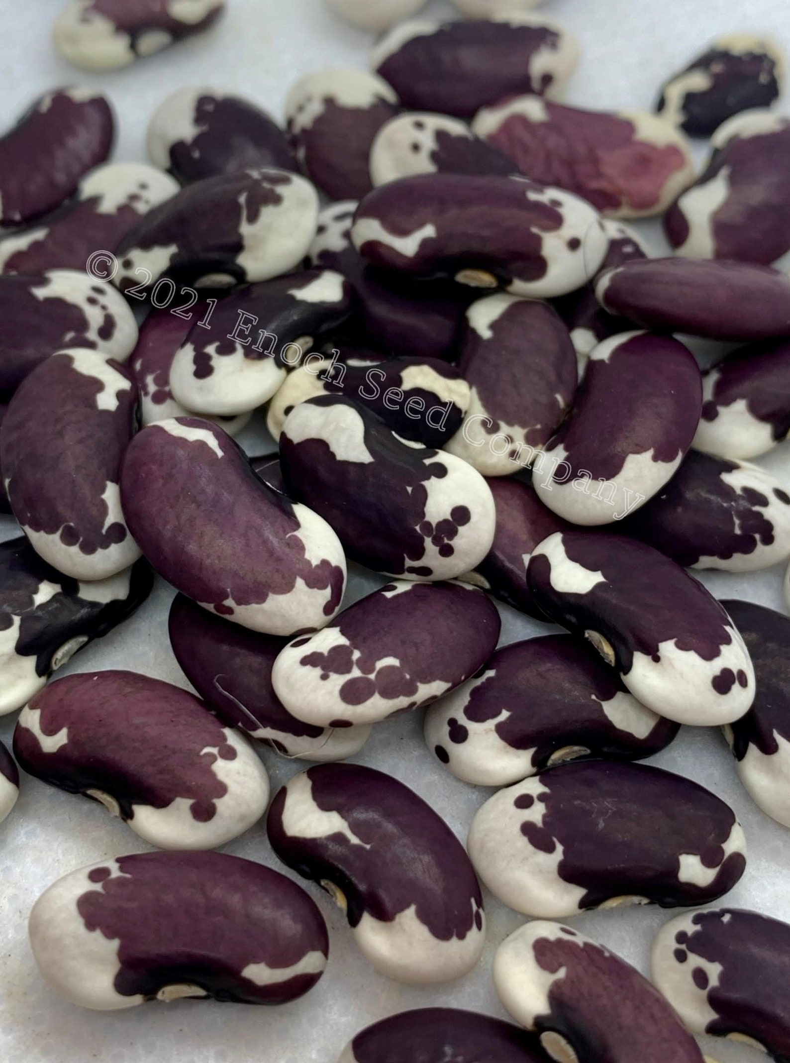 1500 Year Old Cave Bean Pole Bean Non GMO Seeds Grown and | Etsy
