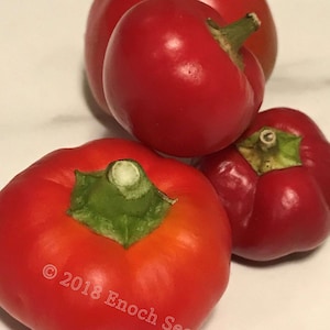 Red Hot Cherry Pepper (15 Seeds Min.)