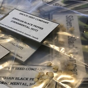 Siberian Black Pepper. Heirloom, Ornamental Pepper. Hot! (Non-GMO, Open Pollinated Seeds, Min. 15 Seeds Per Pack) image 8