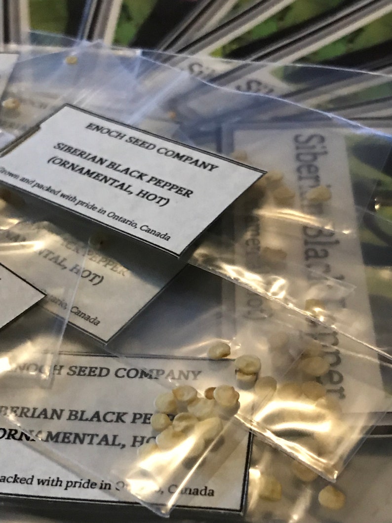 Siberian Black Pepper. Heirloom, Ornamental Pepper. Hot! (Non-GMO, Open Pollinated Seeds, Min. 15 Seeds Per Pack) image 8