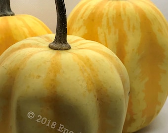 Carnival Squash Seeds (Min. 10 Per Package)