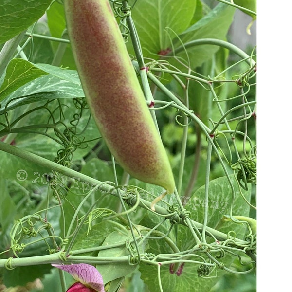 Spring Blush Pea - Hypertendril Pea (Rare Seed, Non-GMO & Open Pollinated Seed - Min. 10 Seeds Per Package. Grown and Packaged in Canada)