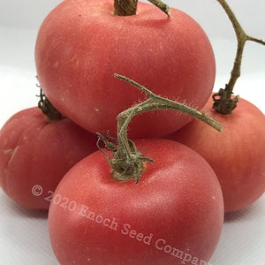 Tomate pêche rose, graines de tomate rares, graines anciennes, préférée historique (sans OGM, graines à pollinisation libre, au moins 25 graines par paquet)