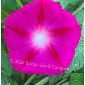 Crimson Rambler Morning Glory, Pink Flower Vine, Annual (Non-GMO, Open Pollinated Seed, 15 Seeds min. Per Pack)