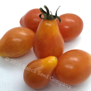 Puede incluir: Cinco tomates de color naranja en forma de pera sobre una superficie blanca. Los tomates están dispuestos en un racimo con los tallos hacia arriba. Los tomates son de un color naranja vibrante y tienen una piel lisa y brillante. © 2018 Enoch Seed Company