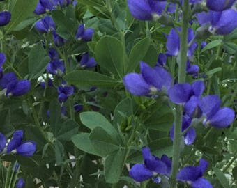Blue False Indigo (15 seeds min, Perennial, Baptisia Australis)