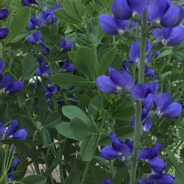 Azul False Indigo (15 semillas min, Perenne, Baptisia Australis)