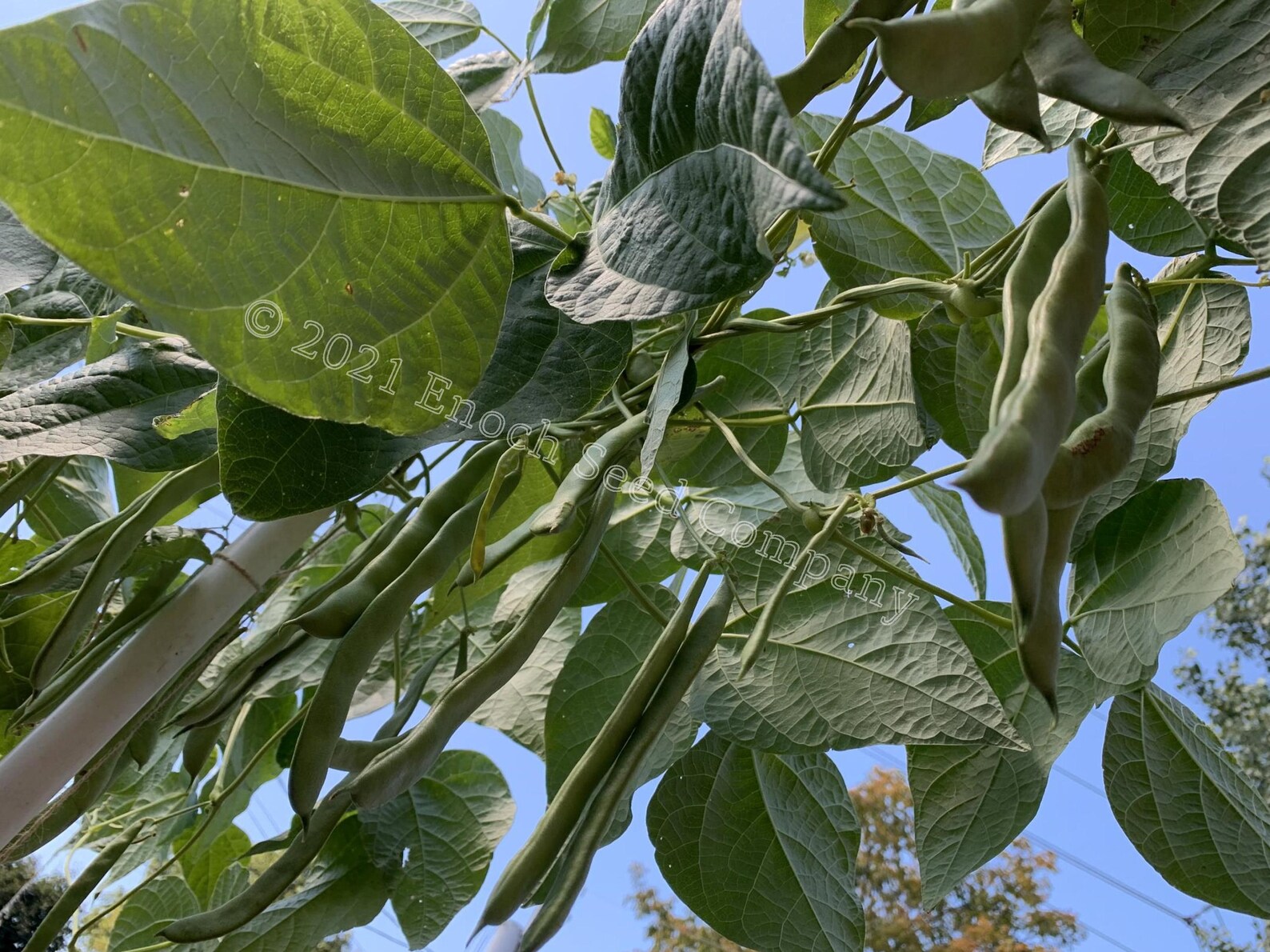 1500 Year Old Cave Bean Pole Bean Non GMO Seeds Grown and | Etsy