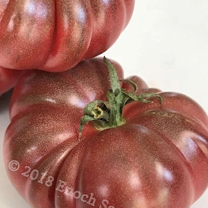 May include: Two large, deep red heirloom tomatoes with a slightly bumpy texture. The tomatoes are stacked on top of each other. The top tomato has a green stem. The bottom tomato has a copyright notice that reads "© 2018 Enoch Seed Co."