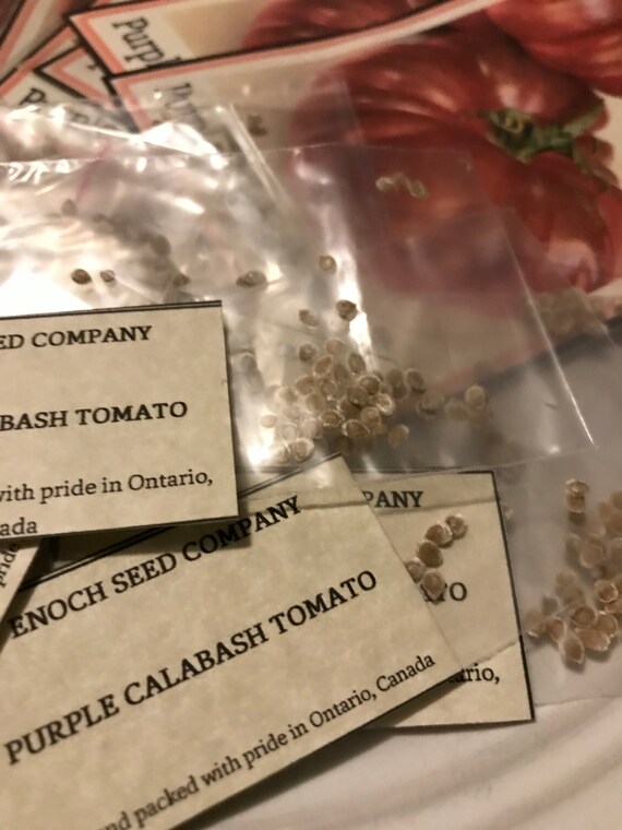 Tomate Calabasse Pourpre Originaire Des Ameriques Heritage Etsy Canada