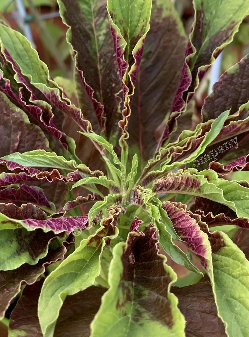 Joseph's Coat Amaranth Tricolour Amaranth, Summer Poinsettia, Fountain Plant 25 Seeds Min. Per Package, Non GMO Seed, Grown in Canada image 6