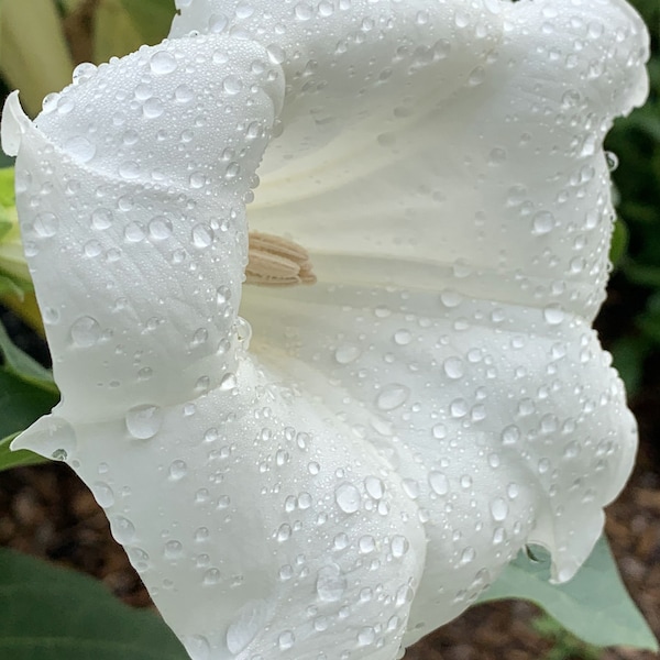 Datura Seeds - White (Non GMO, Open Pollinated Seeds, 15 Seeds Min., Grown and Packaged in Canada)
