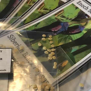 Siberian Black Pepper. Heirloom, Ornamental Pepper. Hot! (Non-GMO, Open Pollinated Seeds, Min. 15 Seeds Per Pack) image 6