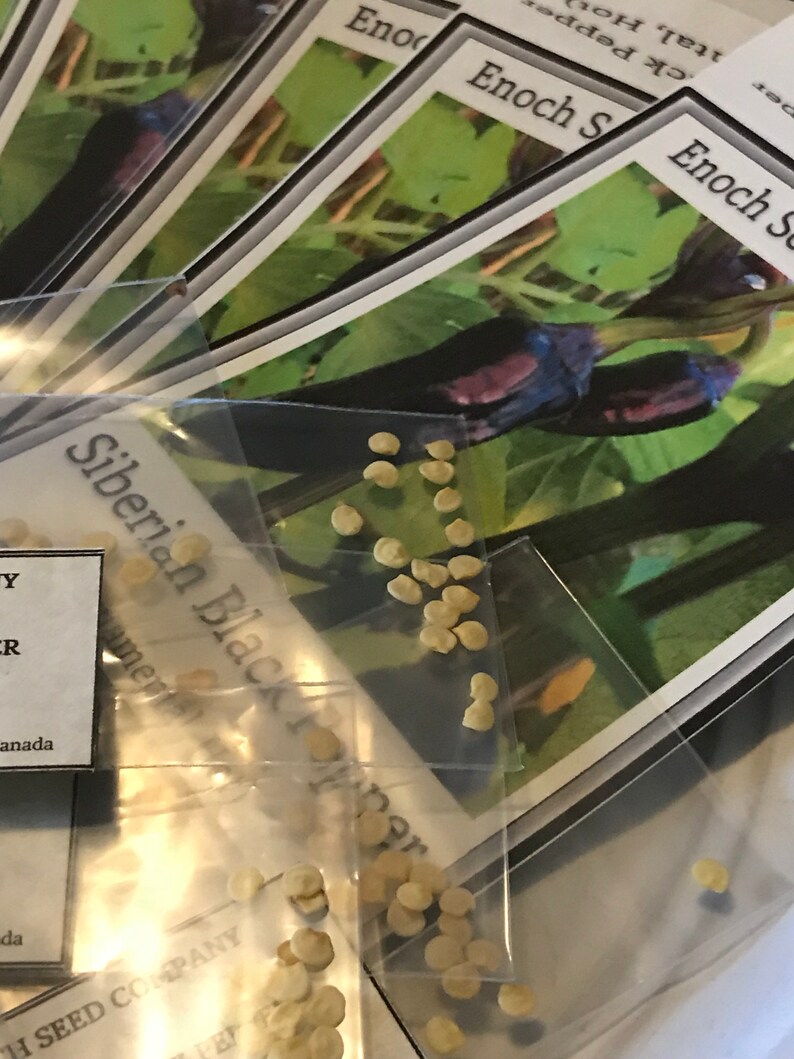 Siberian Black Pepper. Heirloom, Ornamental Pepper. Hot! (Non-GMO, Open Pollinated Seeds, Min. 15 Seeds Per Pack) image 6