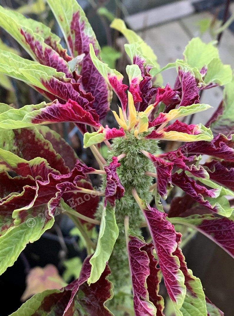 Joseph's Coat Amaranth Tricolour Amaranth, Summer Poinsettia, Fountain Plant 25 Seeds Min. Per Package, Non GMO Seed, Grown in Canada image 4