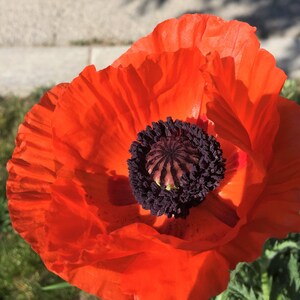 Oriental Poppy Orange 100 min. seeds, Perennial, Papaver orientale image 4