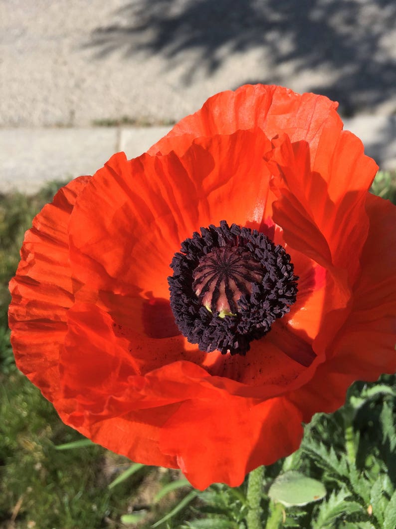 Oriental Poppy Orange 100 min. seeds, Perennial, Papaver orientale image 4