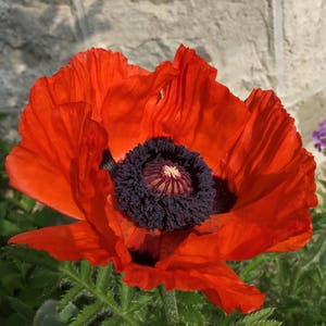 Oriental Poppy Orange 100 min. seeds, Perennial, Papaver orientale image 3