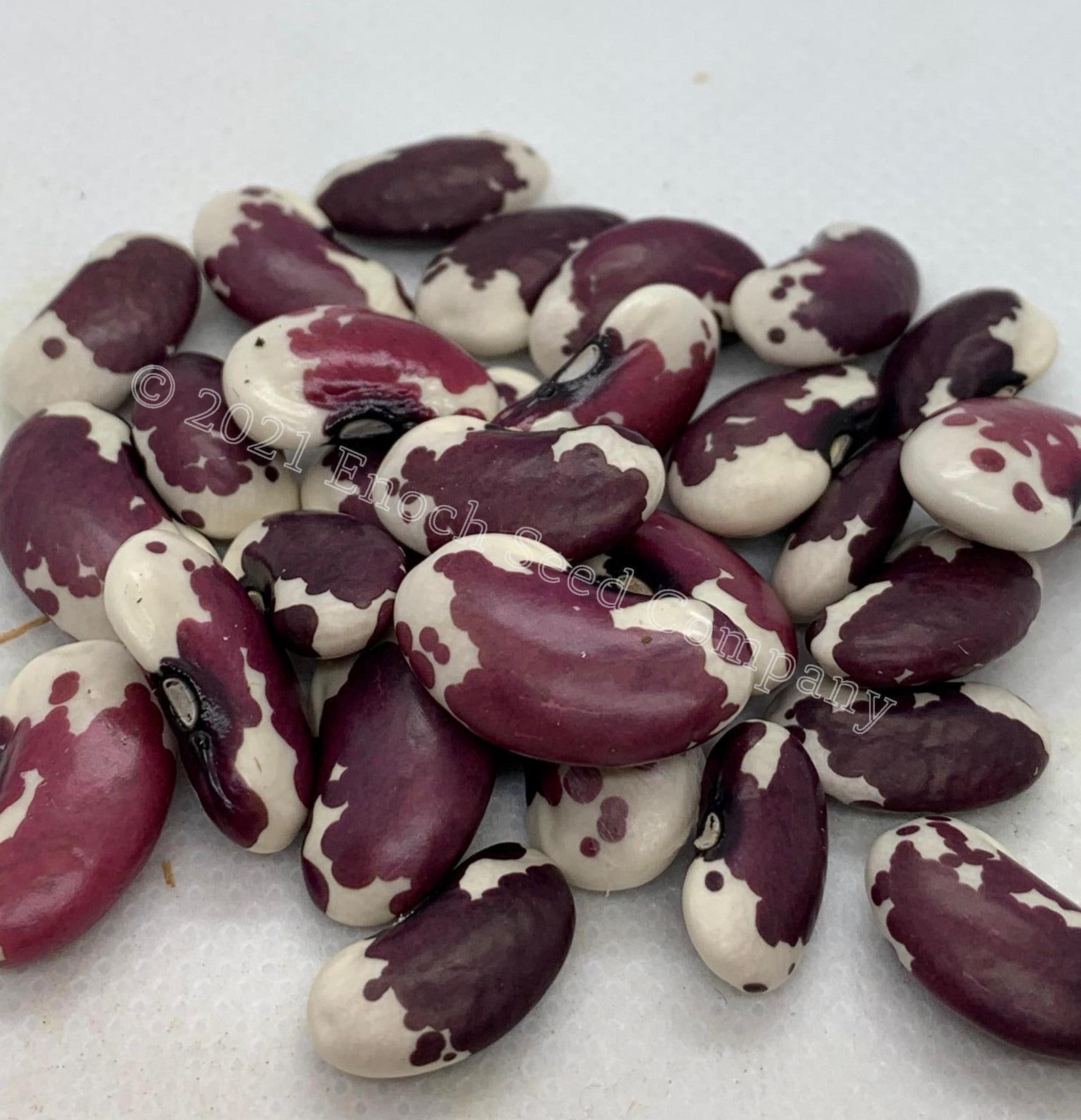 1500 Year Old Cave Bean Pole Bean Non GMO Seeds Grown and | Etsy