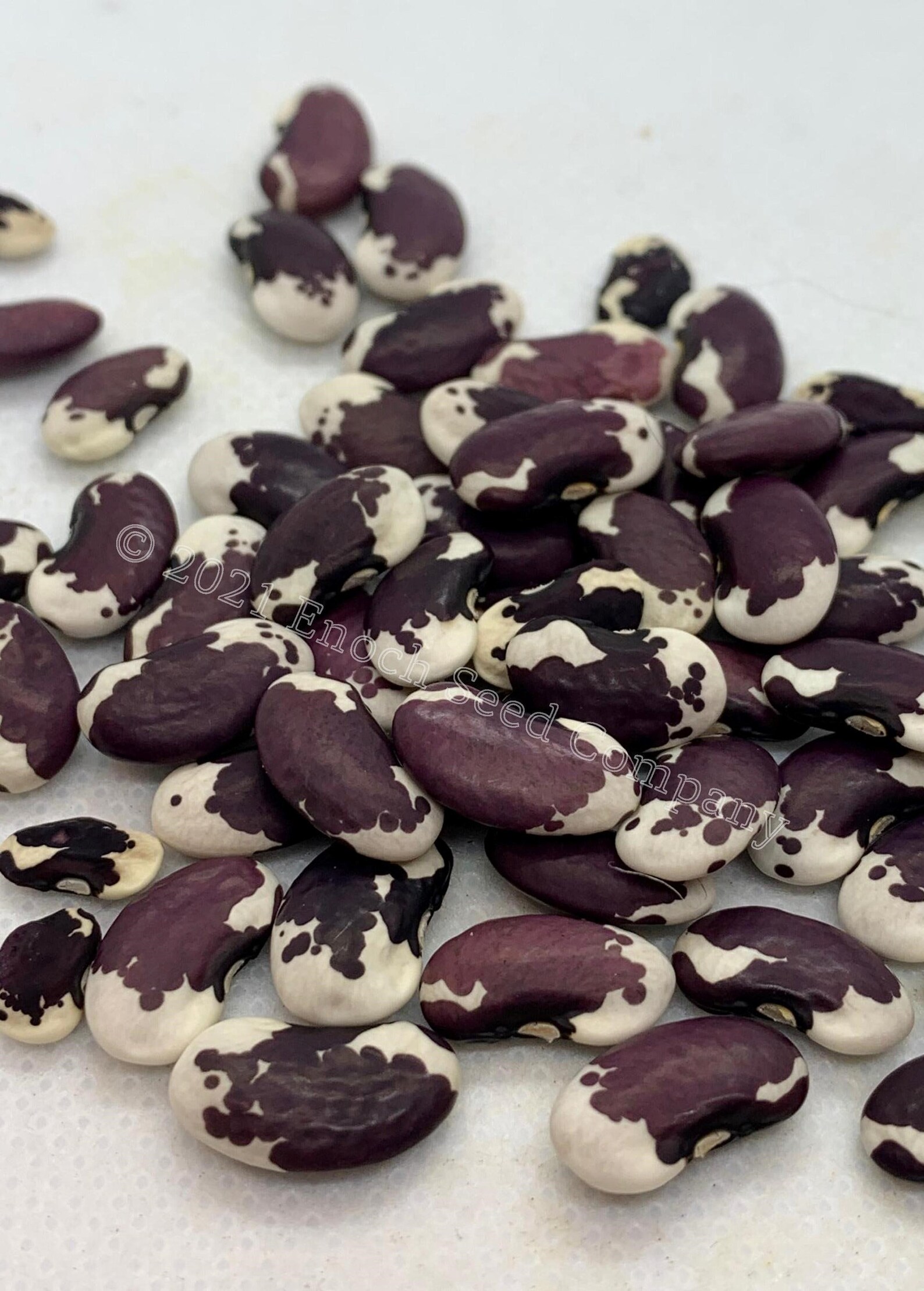 1500 Year Old Cave Bean Pole Bean Non GMO Seeds Grown and | Etsy