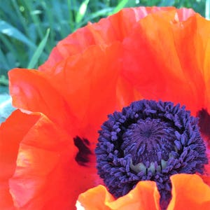 Oriental Poppy Orange 100 min. seeds, Perennial, Papaver orientale image 6