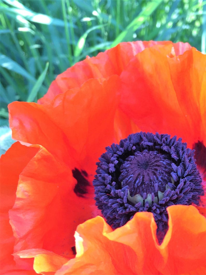 Oriental Poppy Orange 100 min. seeds, Perennial, Papaver orientale image 6