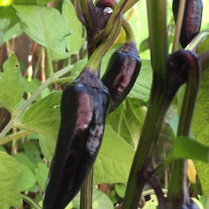 Poivre noir de Sibérie. Héritage, poivre ornemental. Chaud ! (Sans OGM, graines à pollinisation libre, au moins 15 graines par paquet)