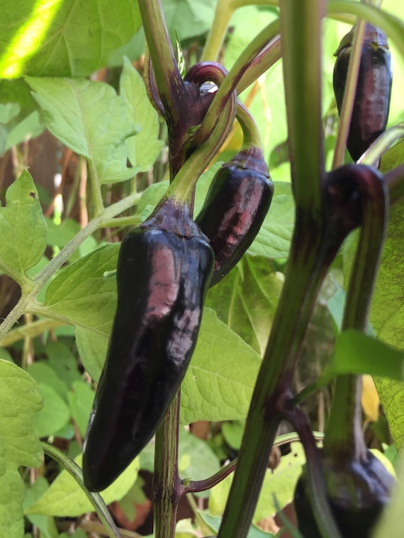 Siberian Black Pepper. Heirloom, Ornamental Pepper. Hot! (Non-GMO, Open Pollinated Seeds, Min. 15 Seeds Per Pack)