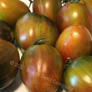 May include: A group of heirloom tomatoes with green, red, and brown stripes. The tomatoes are arranged on a white surface. © 2020 Enoch Seed Company