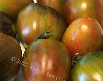 アトミック グレープ トマト (Wild Boar Farms オープンソース シード、カナダ産、最低 25 粒)