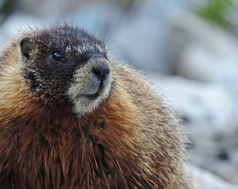 Wildlife/Nature Photography: Marmot