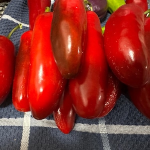 Jalapeno seeds