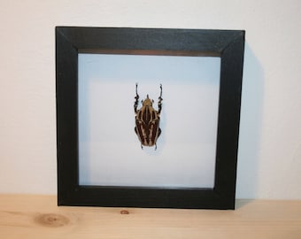 Real Mecynorrhina ugadensis in frame