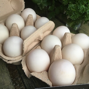 Fresh, Free Range DUCK EGGS
