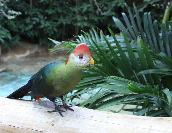 Impression De Photographie Oiseau Touraco à Huppe Rouge