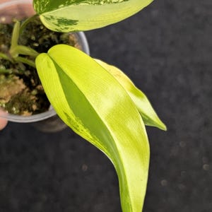 Philodendron Florida Beauty HIGH Variegation