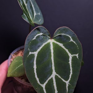 Anthurium Black Crystallinum x (AOS x Black Crystallinum)