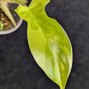 Philodendron Florida Beauty HIGH Variegation