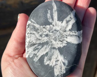 Natural chrysanthemum palm stone: jumbo crystal pebble 3”wide