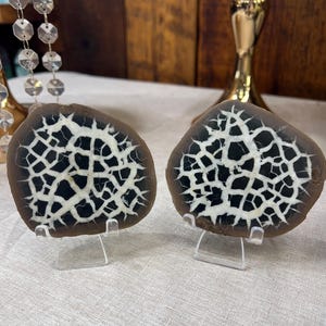 May include: Two polished, rounded stone slices featuring a dark brown outer edge and a striking interior pattern of white, web-like veins against a deep black background. Each stone is displayed upright on a small, clear plastic easel stand.