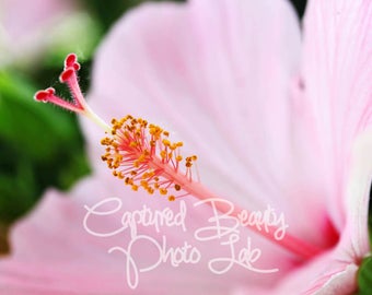 Pink Hibiscus Flower Macro Photography, Hibiscus, Pink Flower Print, Macro Photography