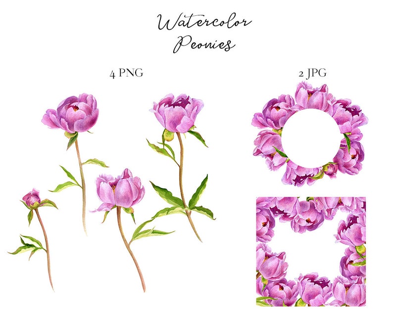 Individual PNG elements clipart Watercolor Peonies Floral digital clipart Hand painted flowers