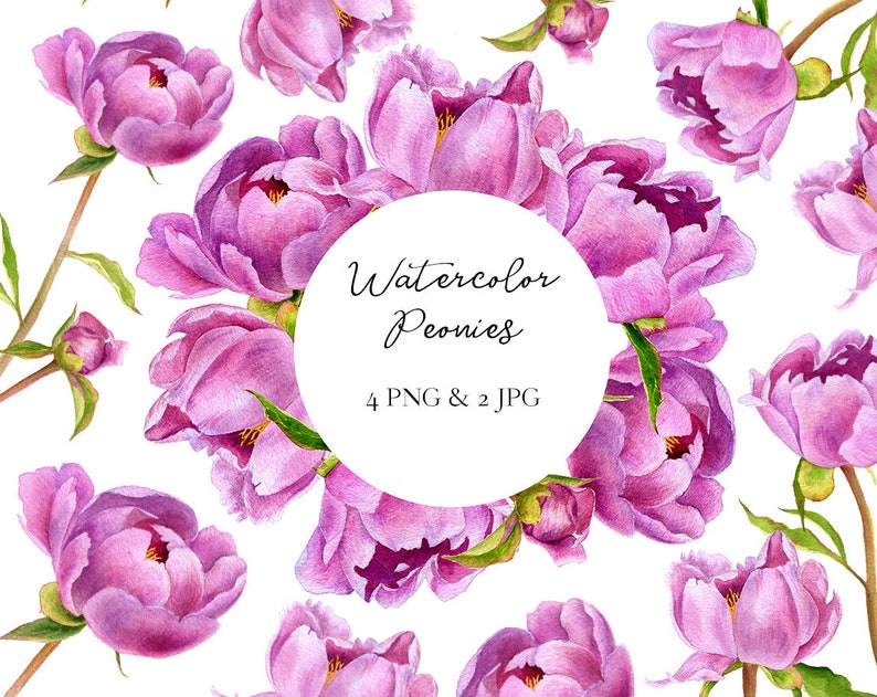 Individual PNG elements clipart Watercolor Peonies Floral digital clipart Hand painted flowers