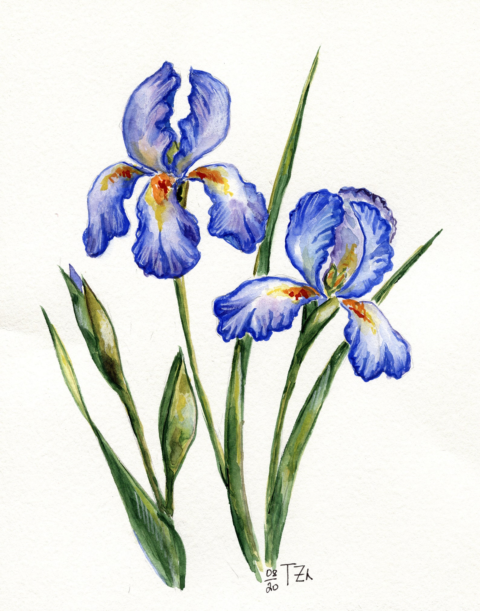 Iris Flowers Printable Set of 2 Wall Print Prints Printable - Etsy