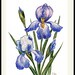 Iris Flowers Printable Set of 2 Wall Print Prints Printable - Etsy