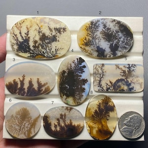 Op de afbeelding: Een verzameling van acht gepolijste dendrietagaat edelstenen in ovale en rechthoekige vormen. De stenen tonen boomachtige patronen in bruin, zwart en geel tegen een doorschijnende achtergrond. Een Amerikaanse nikkelmunt is inbegrepen ter referentie.